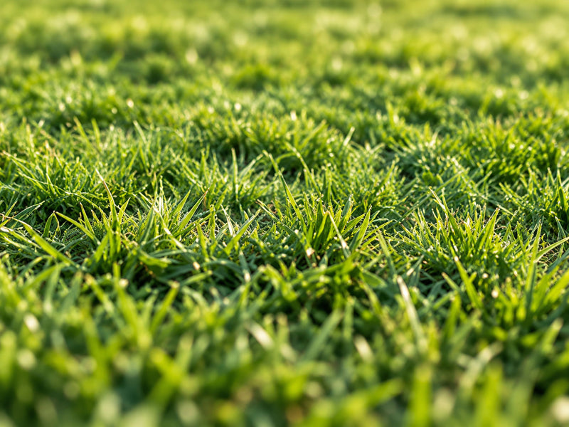 GRASS
